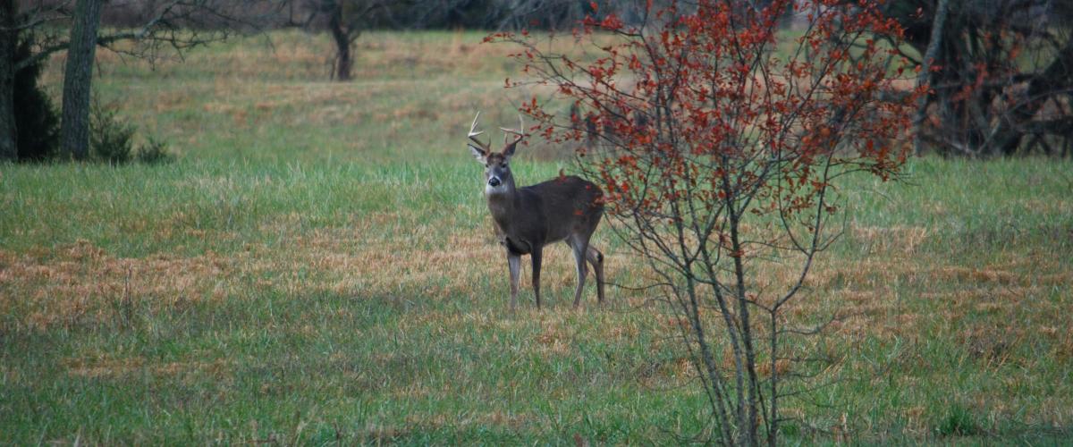 Un homme du Kentucky gagne un jackpot de loterie en ligne de 1,1 million de dollars pendant qu'il chasse le cerf