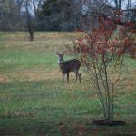 Un homme du Kentucky gagne un jackpot de loterie en ligne de 1,1 million de dollars pendant qu'il chasse le cerf